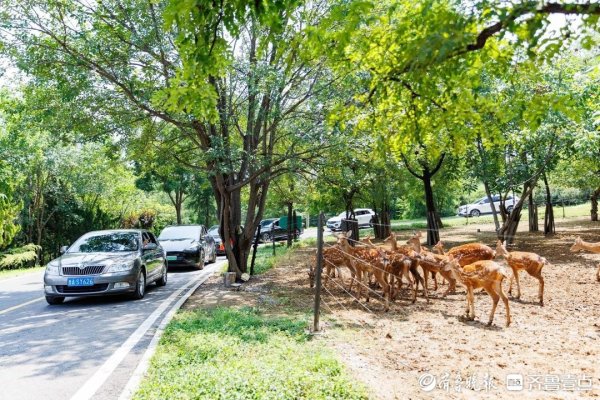 盘盘赢 秋色如画，趣游济野！第三届金秋自驾旅游节温暖启幕